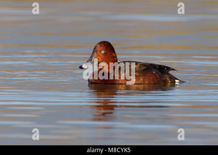 Mannetje Witoogeend zwemmend, mâle Fuligule nyroca natation Banque D'Images