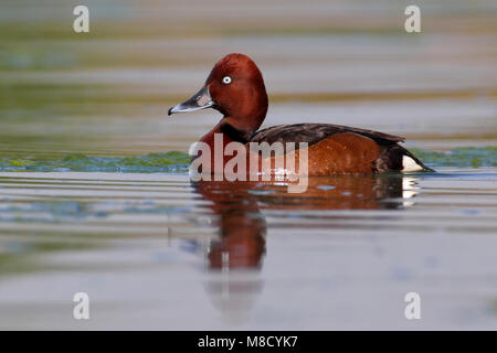 Mannetje Witoogeend zwemmend, mâle Fuligule nyroca natation Banque D'Images