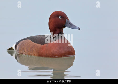 Mannetje Witoogeend zwemmend, mâle Fuligule nyroca natation Banque D'Images