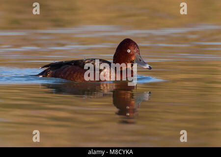 Mannetje Witoogeend zwemmend, mâle Fuligule nyroca natation Banque D'Images