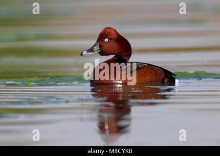 Mannetje Witoogeend zwemmend, mâle Fuligule nyroca natation Banque D'Images