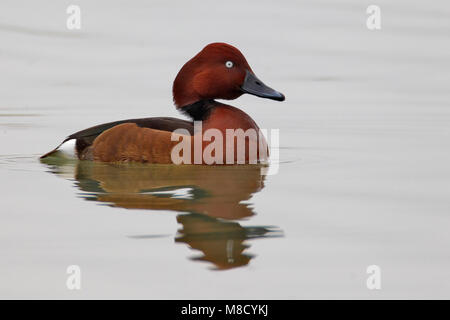 Mannetje Witoogeend zwemmend, mâle Fuligule nyroca natation Banque D'Images