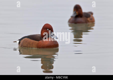 Mannetje Witoogeend zwemmend, mâle Fuligule nyroca natation Banque D'Images