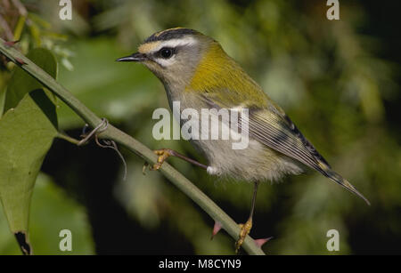 Firecrest perché sur une branche ; Vuurgoudhaan zittend op een tak Banque D'Images