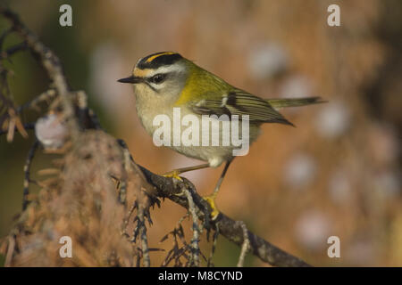 Firecrest perché sur une branche ; Vuurgoudhaan zittend op een tak Banque D'Images