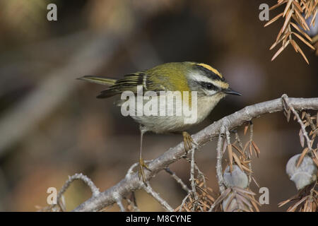 Firecrest perché sur une branche ; Vuurgoudhaan zittend op een tak Banque D'Images