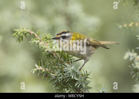 Firecrest perché sur une branche ; Vuurgoudhaan zittend op een tak Banque D'Images