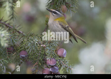 Firecrest perché sur une branche ; Vuurgoudhaan zittend op een tak Banque D'Images