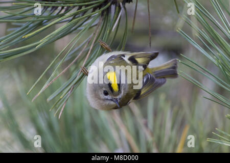 Goldcrest accroché sur une branche de pin ; Goudhaan hangend aan een dennentak Banque D'Images