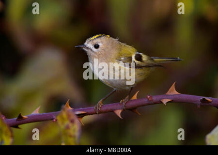 Goudhaan op takje ; Goldcrest sur branch Banque D'Images