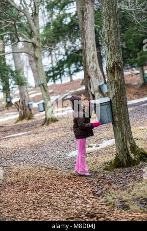 Enfant pairs dans sap la benne de pipit de Maple Farm, Portville, Cattaraugus Co., NY Banque D'Images