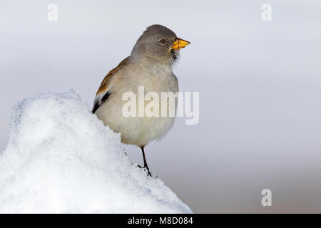 Dans Sneeuwvink de en ; les Snowfinch dans la neige Banque D'Images