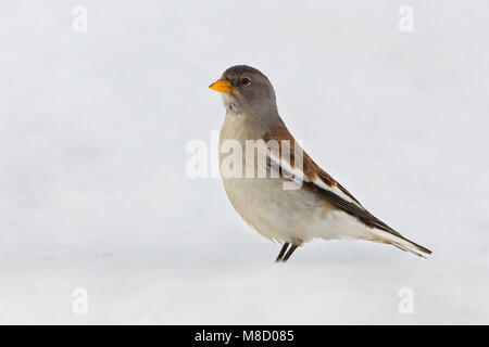 Dans Sneeuwvink de en ; les Snowfinch dans la neige Banque D'Images