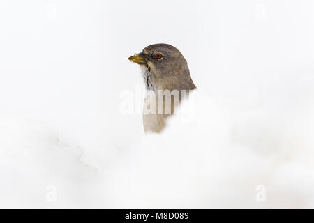 Dans Sneeuwvink de en ; les Snowfinch dans la neige Banque D'Images