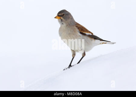 Dans Sneeuwvink de en ; les Snowfinch dans la neige Banque D'Images