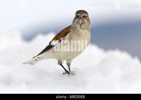 Dans Sneeuwvink de en ; les Snowfinch dans la neige Banque D'Images