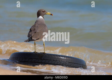 Hemprichs Volwassen meeuw langs het strand ; Gull fuligineux adultes sur la plage Banque D'Images