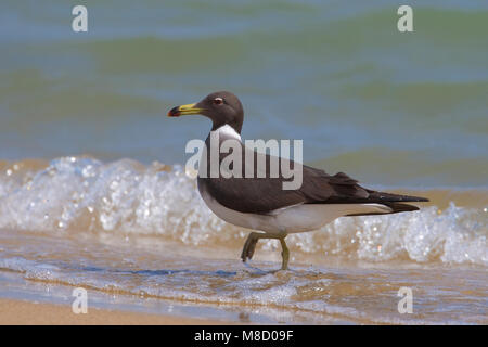 Hemprichs Volwassen meeuw langs het strand ; Gull fuligineux adultes sur la plage Banque D'Images