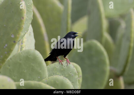 Le chant masculin Starling impeccable sur la figue Maroc, Zwarte Spreeuw mannetje zingend op cactus Marokko Banque D'Images