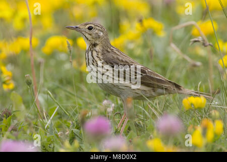 Pipit des arbres debout sur le terrain ; Boompieper staand op de grond Banque D'Images