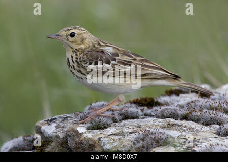 Pipit des arbres debout sur le terrain ; Boompieper staand op de grond Banque D'Images