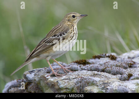 Pipit des arbres debout sur le terrain ; Boompieper staand op de grond Banque D'Images