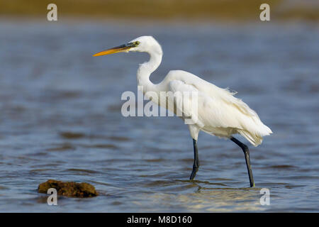 Wadende Rifreiger ; witte vorm Westelijke patauger forme blanche de Western Reef heron Banque D'Images