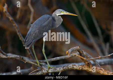 Westelijke Rifreiger dans les mangroves ; Western Reef Heron dans les mangroves Banque D'Images