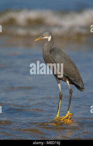 Donkere vorm Westelijke Rifreiger ; Dark morph Western Reef heron Banque D'Images