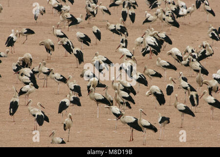 Cigogne Blanche troupeau reposant dans le désert pendant la migration ; Ooievaar groep rustend in de woestijn tijdens de trek Banque D'Images