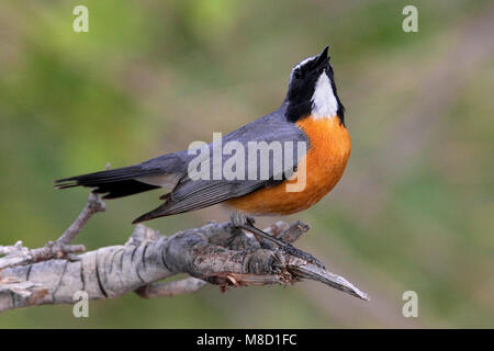 Perzische Roodborst zingend op tak ; White-throated Robin chanter sur branch Banque D'Images