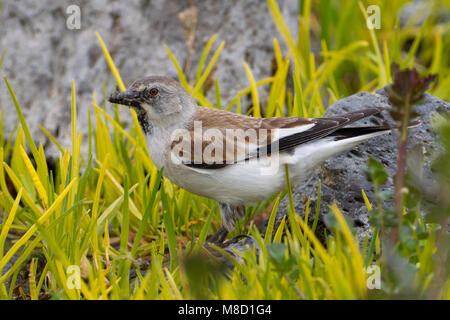 Dans zomerkleed Sneeuwvink Mannetje, homme White-winged Snowfinch dans summerplumage Banque D'Images