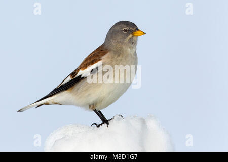 White-winged Snowfinch Montifringilla nivalis, Sneeuwvink,, homme, homme, perché, zittend, neige, en, foeragerend, nourriture, oiseau, Vogel, Europe, Eur Banque D'Images