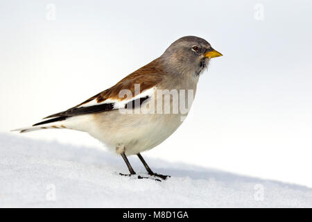 White-winged Snowfinch Montifringilla nivalis, Sneeuwvink,, homme, homme, perché, zittend, neige, en, foeragerend, nourriture, oiseau, Vogel, Europe, Eur Banque D'Images