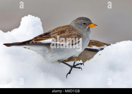 White-winged Snowfinch Montifringilla nivalis, Sneeuwvink,, homme, homme, perché, zittend, neige, en, foeragerend, nourriture, oiseau, Vogel, Europe, Eur Banque D'Images