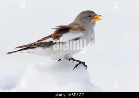 White-winged Snowfinch Montifringilla nivalis, Sneeuwvink,, homme, homme, perché, zittend, neige, en, foeragerend, nourriture, oiseau, Vogel, Europe, Eur Banque D'Images