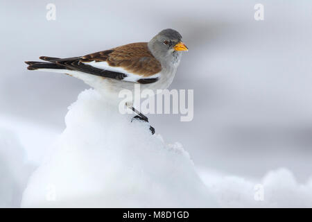 White-winged Snowfinch Montifringilla nivalis, Sneeuwvink,, homme, homme, perché, zittend, neige, en, foeragerend, nourriture, oiseau, Vogel, Europe, Eur Banque D'Images