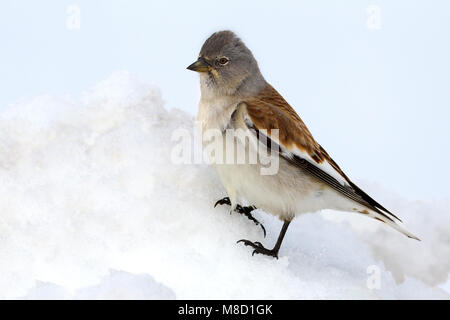 Homme Sneeuwvink in de en ; Blanc-winged Snowfinch homme perché dans la neige Banque D'Images