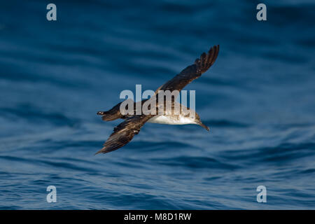 Dans Yelkouanpijlstormvogel de viaje en avión ; Puffin en vol Banque D'Images