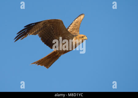 Dans Geelsnavelwouw de viaje en avión ; jaune-billed Kite en vol Banque D'Images