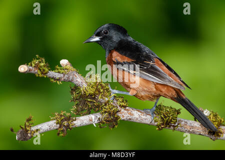 Mâle adulte, Galveston, TX Avril 2012 Co. Banque D'Images