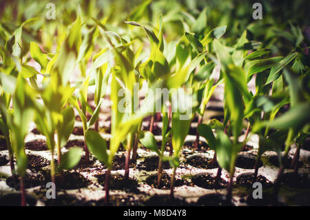 Close-up de jeunes plants prêts à être plantés Banque D'Images