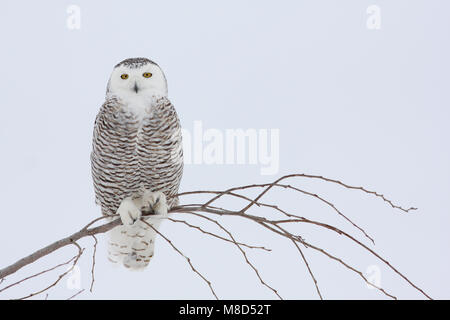 Sneeuwuil zittend op tak dans en ; Snowy Owl perché sur branche dans la neige Banque D'Images