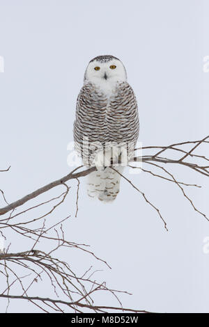 Sneeuwuil zittend op tak dans en ; Snowy Owl perché sur branche dans la neige Banque D'Images