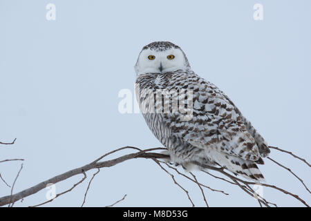 Sneeuwuil zittend op tak dans en ; Snowy Owl perché sur branche dans la neige Banque D'Images