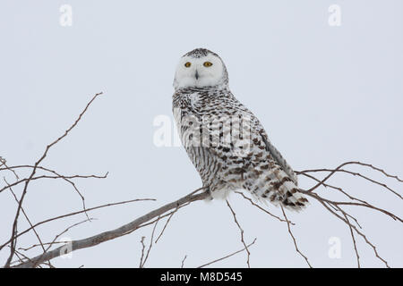 Sneeuwuil zittend op tak ; Snowy Owl perché sur une branche Banque D'Images