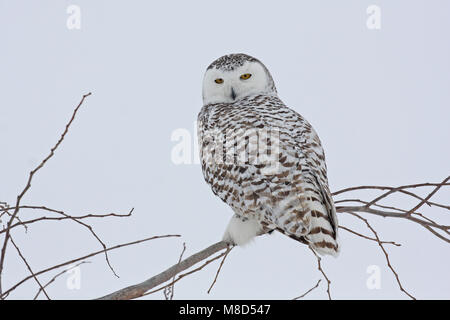 Sneeuwuil zittend op tak ; Snowy Owl perché sur une branche Banque D'Images