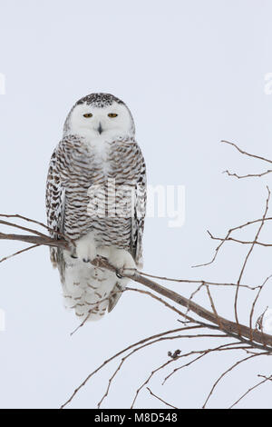 Sneeuwuil zittend op tak ; Snowy Owl perché sur une branche Banque D'Images