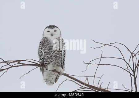 Sneeuwuil zittend op tak ; Snowy Owl perché sur une branche Banque D'Images