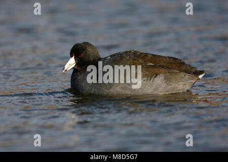 Amerikaanse Meerkoet dans winterkleed ; Foulque d'Amérique (Fulica americana) dans winterplumage Banque D'Images